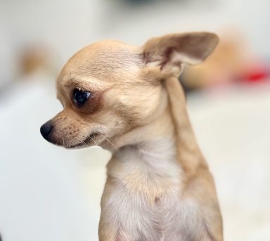 Nala, ein Chihuahua